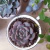 お買い得な福袋で多肉植物との生活を始めようの画像