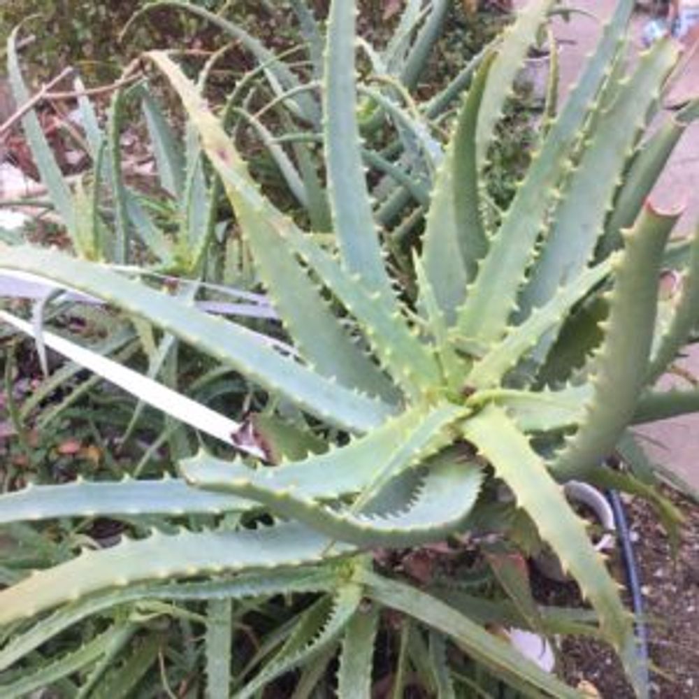 hoto by りんごさん