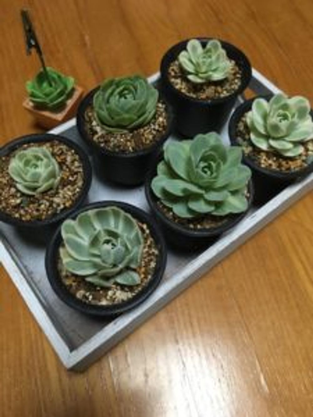 Photo by torifarさん