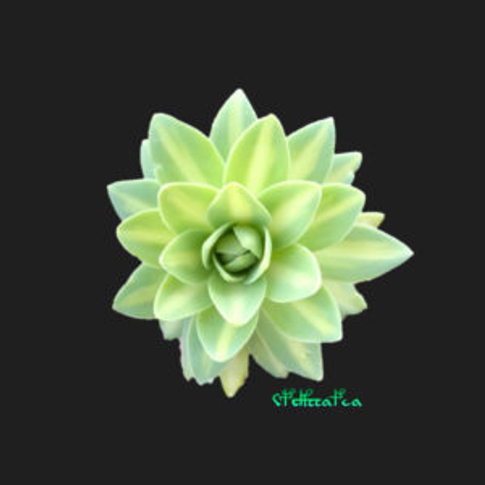 Photo by グラウカさん