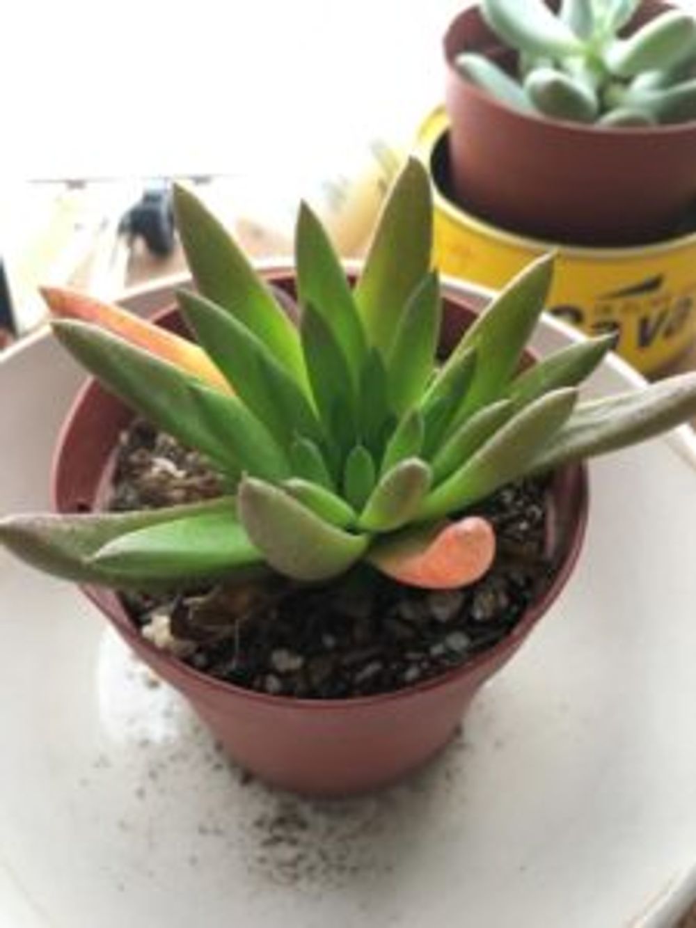 hoto by よしとさん