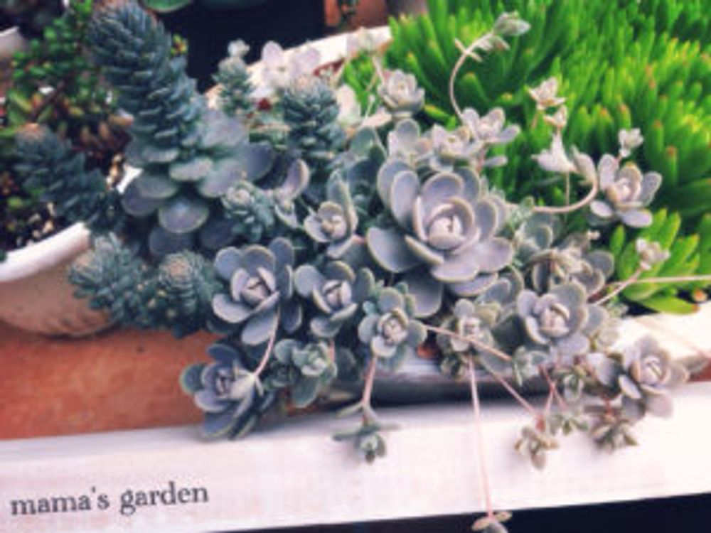 Photo by 4姉妹のママ☆さん