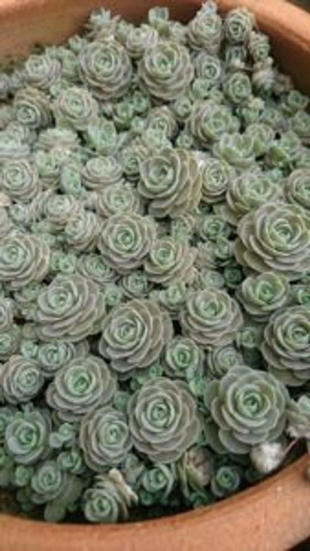 Photo by おれんじの山さん