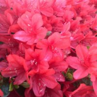 ツツジの育て方｜植え付けや植え替え時期、増やし方は？の画像
