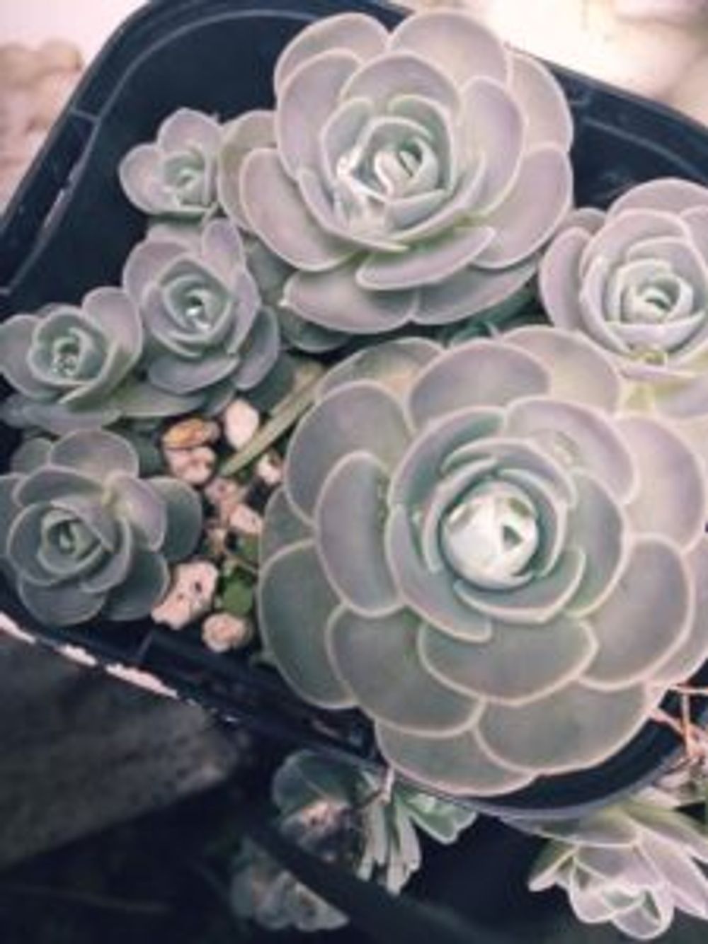 Photo by カピバラバラさん