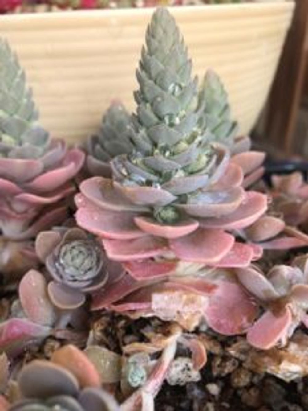 Photo by napoonさん