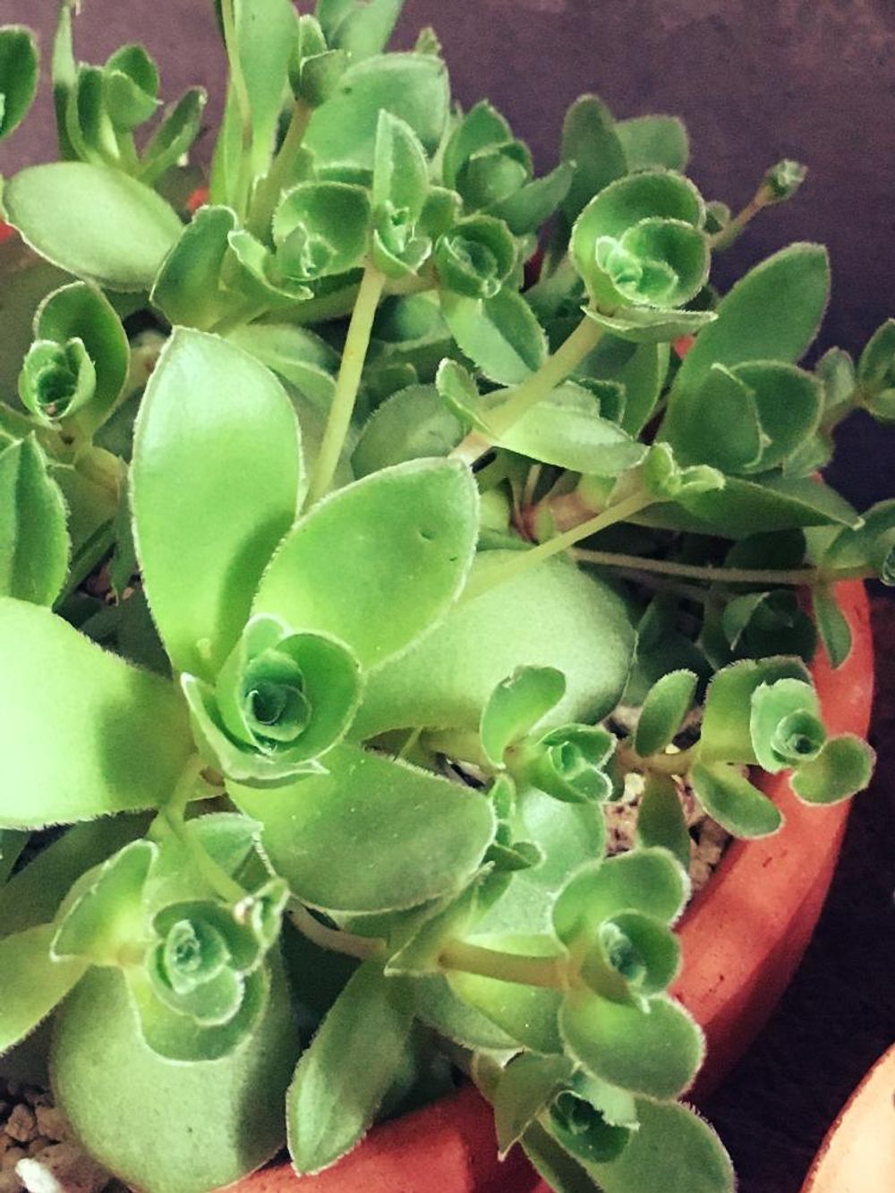 Photo by meguminさん