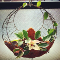 ガガイモ科の観葉植物とその増やし方についての画像
