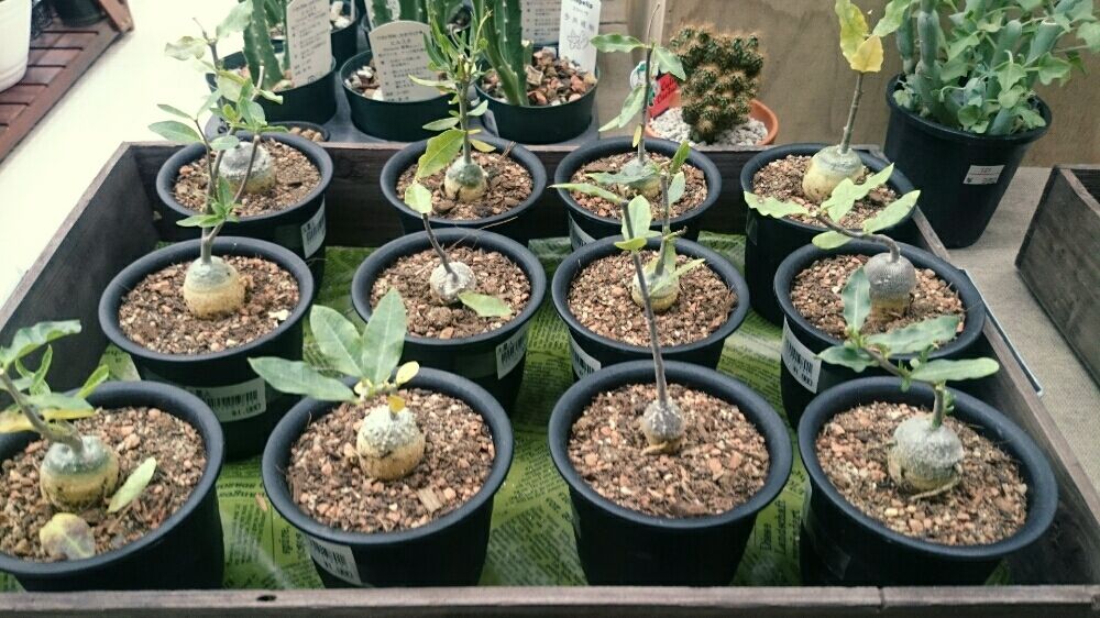 Photo by ガーデン不二さん