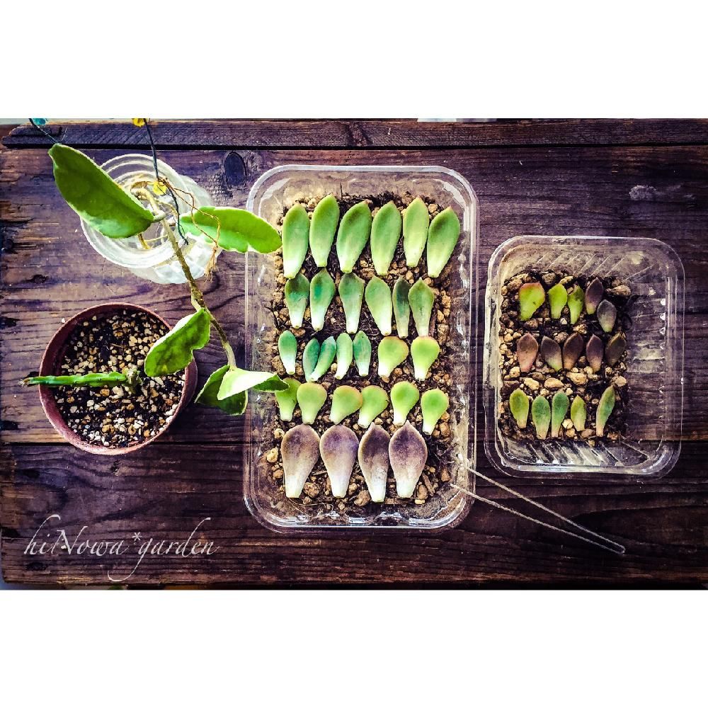 Photo by hiNowa*さん