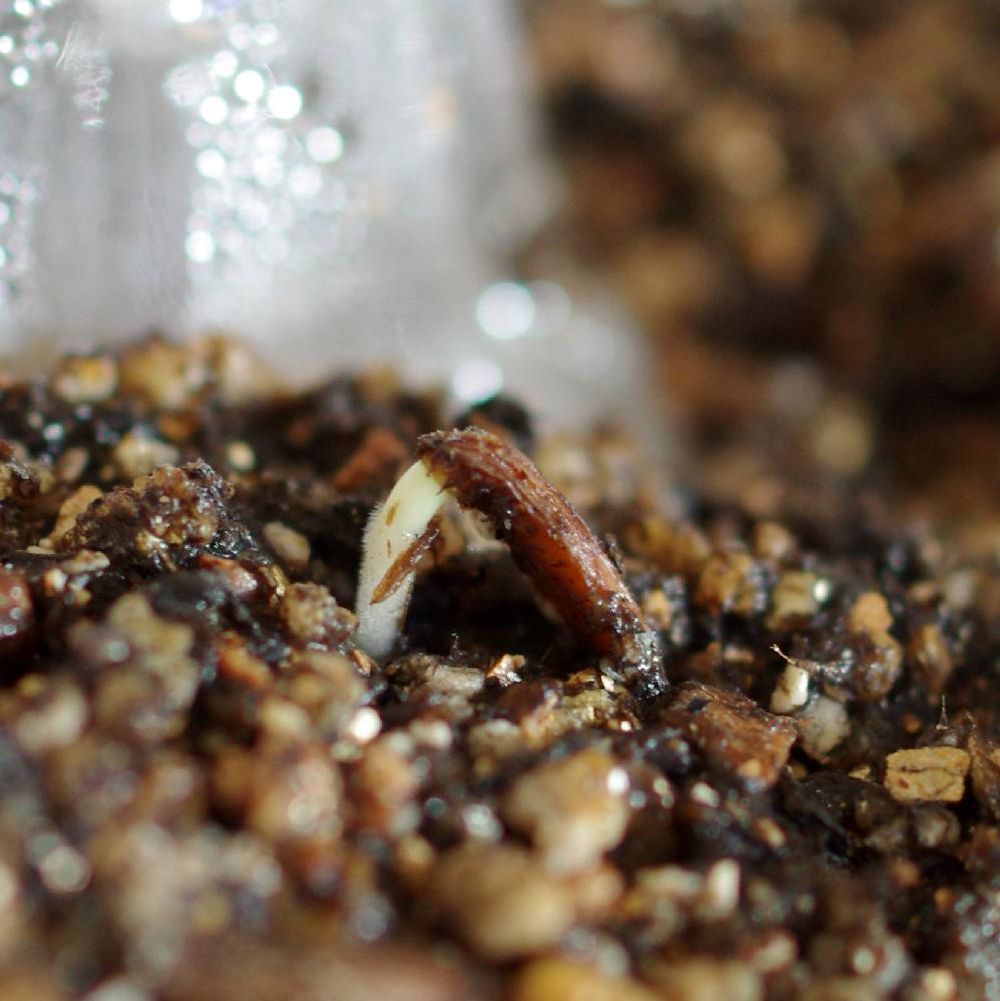 Photo by きのこさん