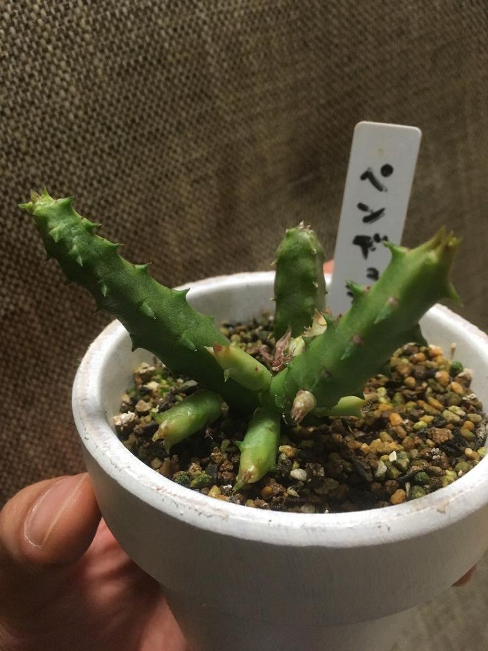 Photo by りょうまさん