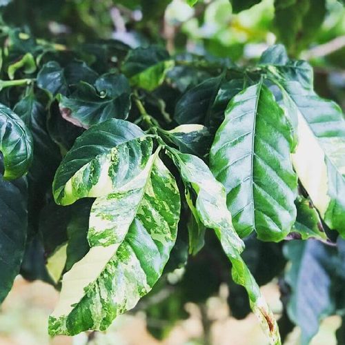 コーヒーの木の育て方 観葉植物として長く楽しむコツは 水やり方法は Greensnap グリーンスナップ