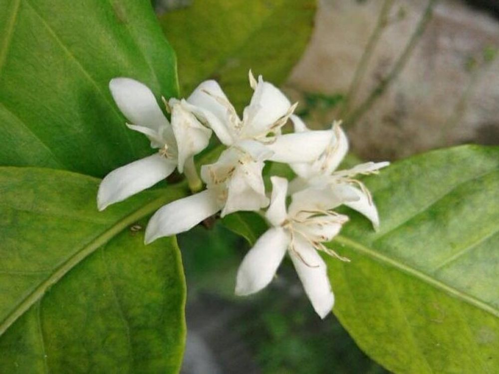 コーヒーの木　白い花