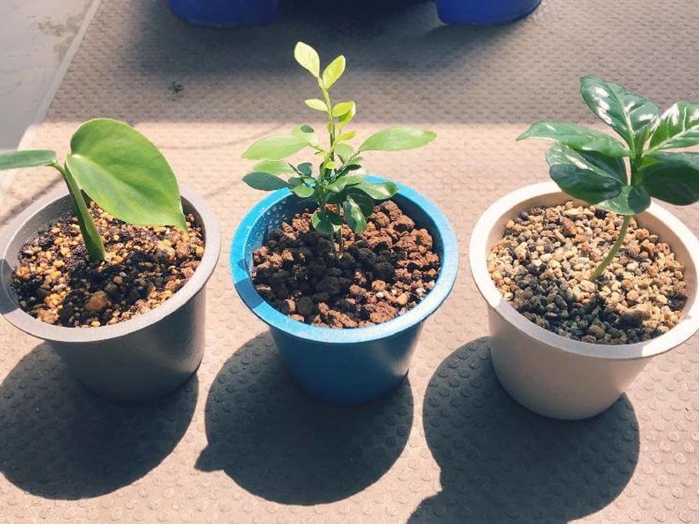 コーヒーの木　鉢植え