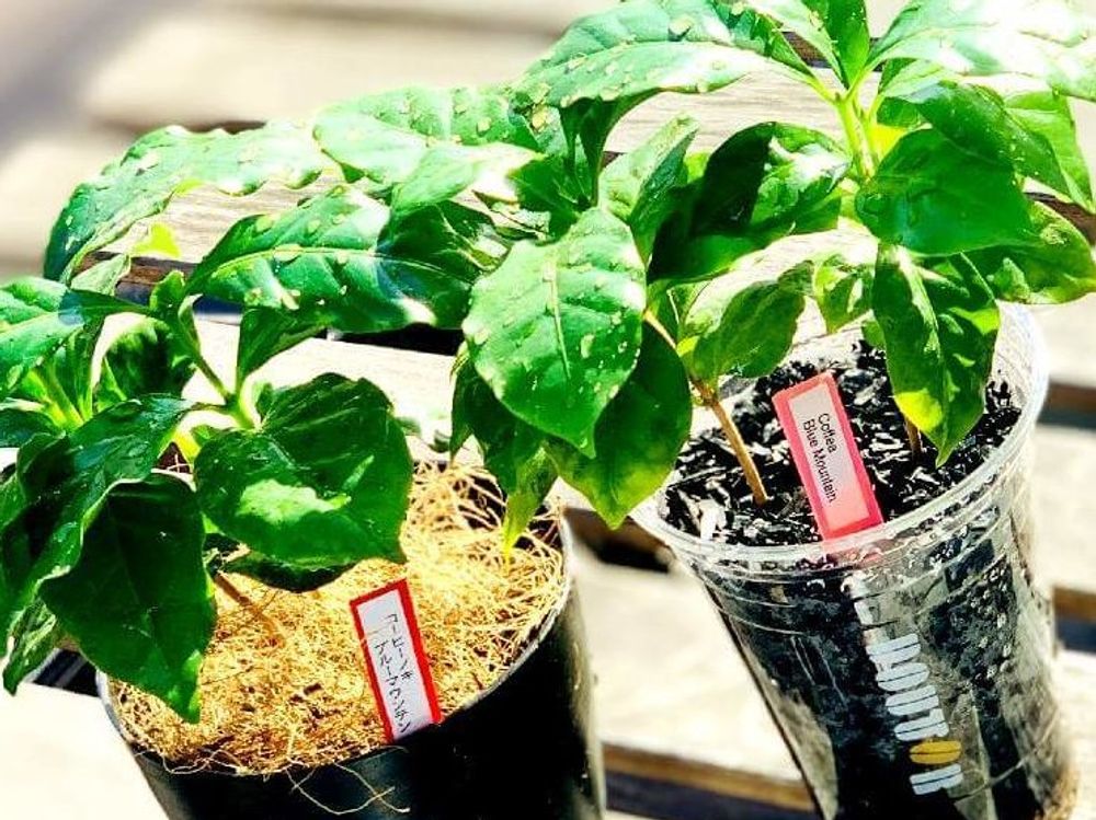 コーヒーの木　株　日向