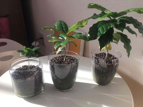 コーヒーの木の育て方 植え替え時期や水やり方法は Greensnap グリーンスナップ