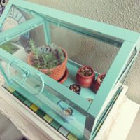 ガガイモ科の寒さ対策の画像