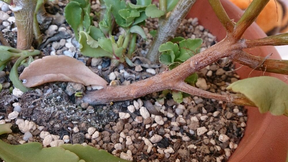 Photo by ここちゃんさん