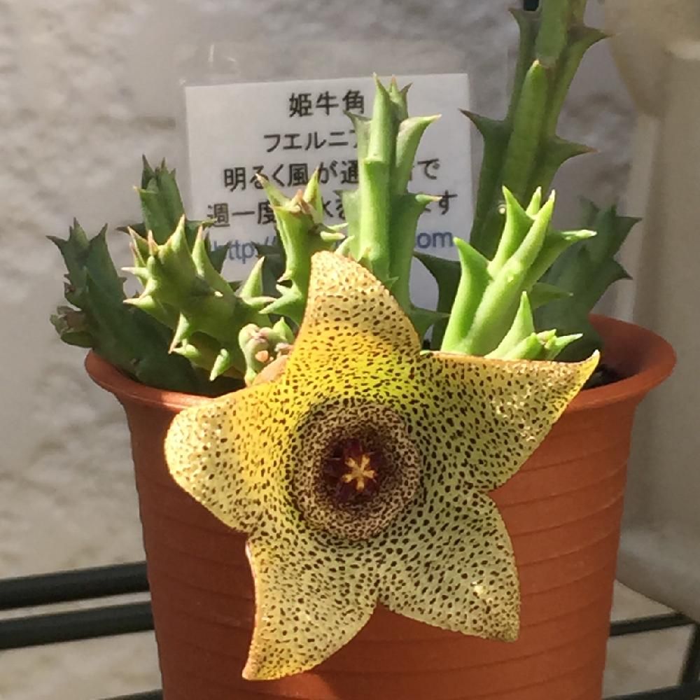 Photo by しょっちさん