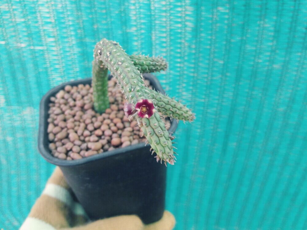 Photo by kimcookieeさん