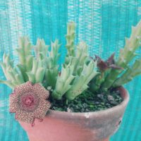 ガガイモ科の多肉植物は育てやすいの？の画像
