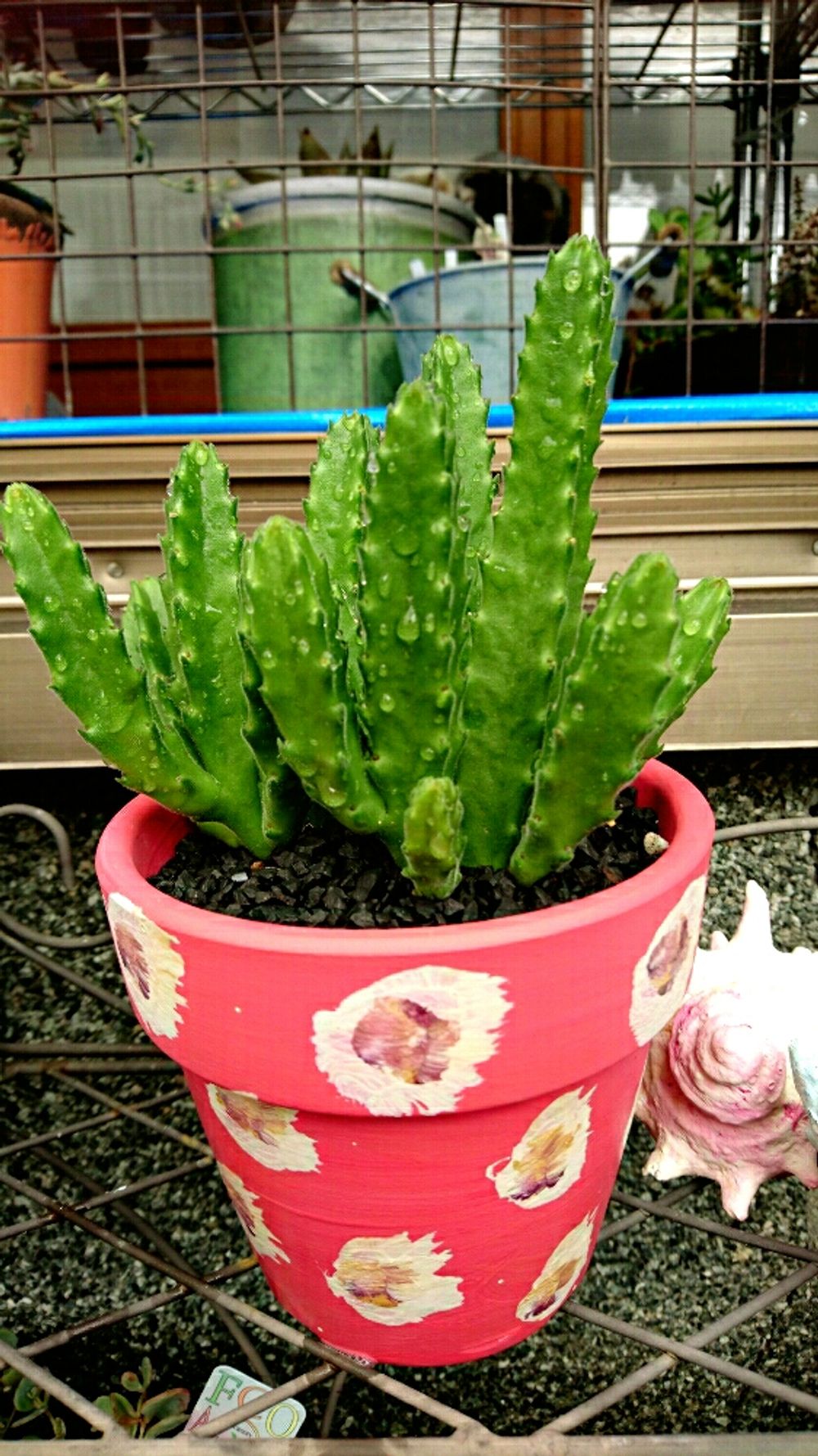 Photo by コルディアさん