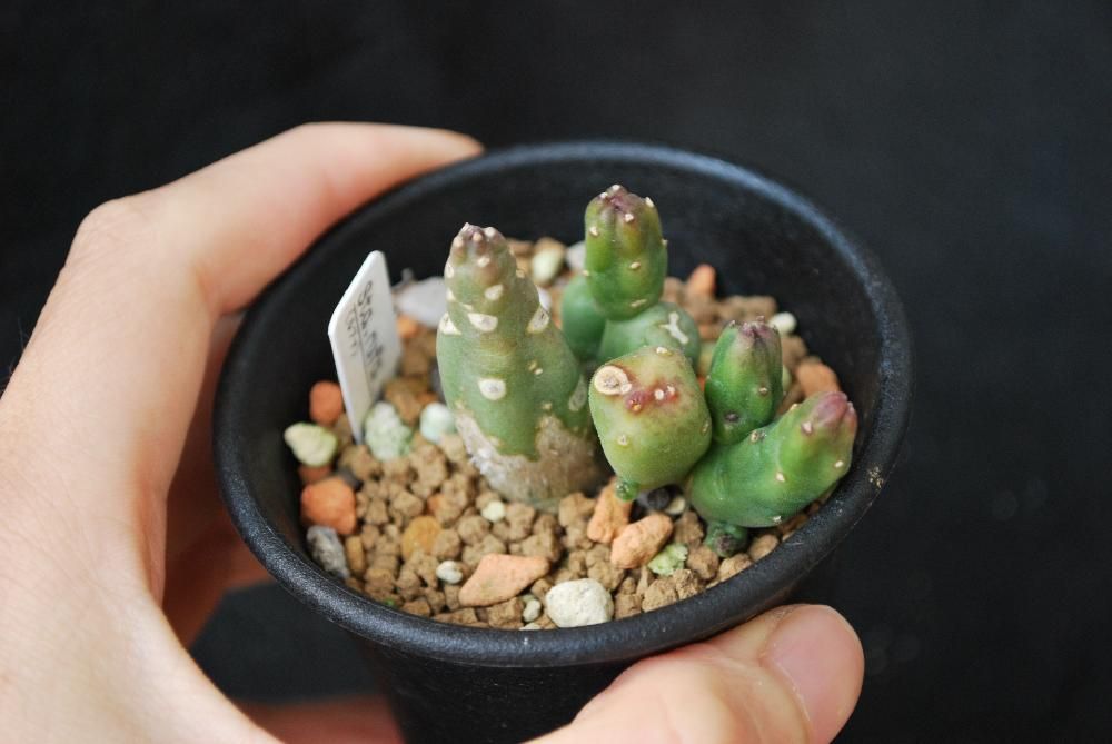 Photo by mokutaroさん