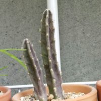 暑さに強いガガイモ科の「スペタリア」の画像