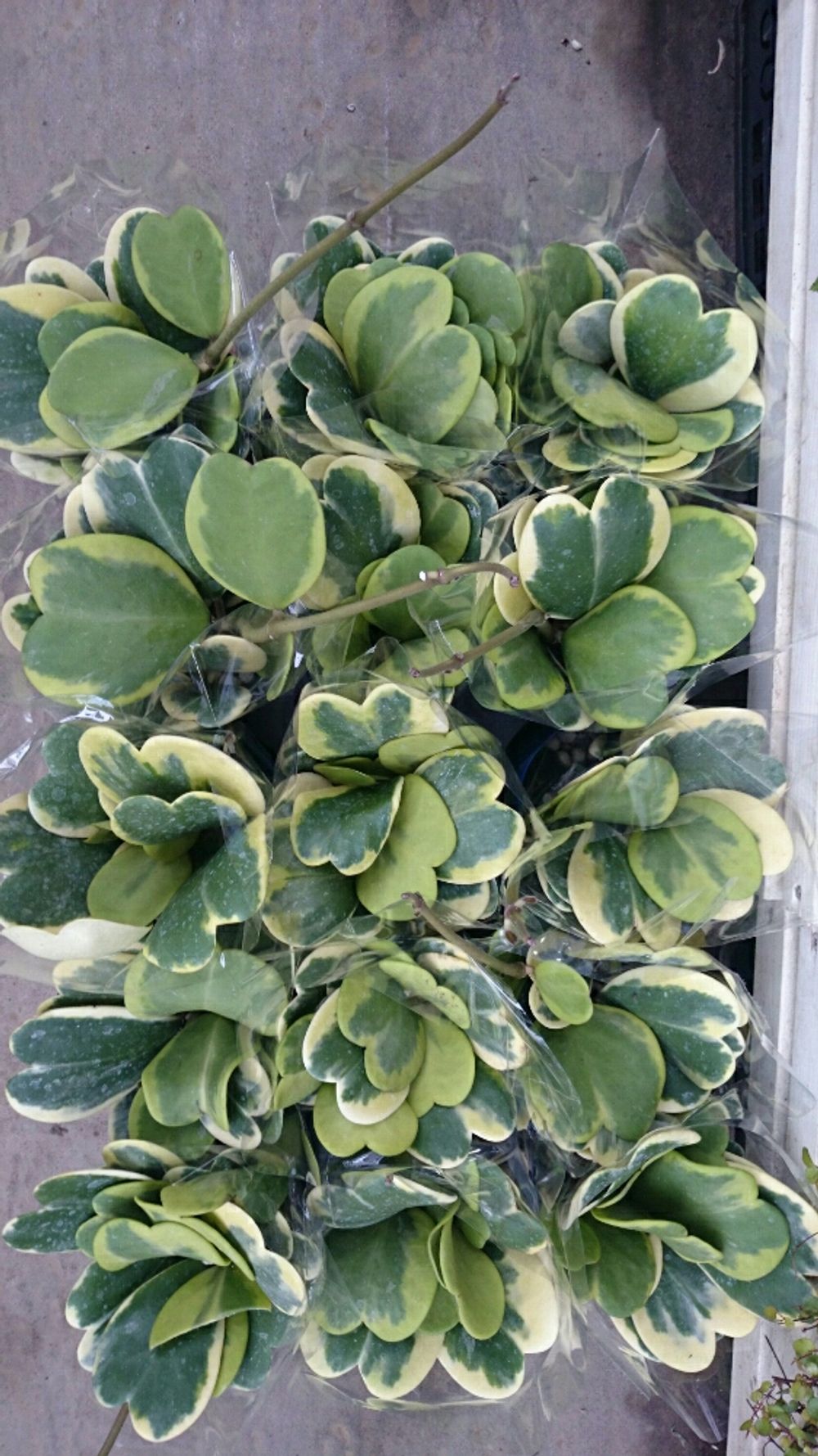 Photo by コンテナガーデントマト園芸レイク店さん