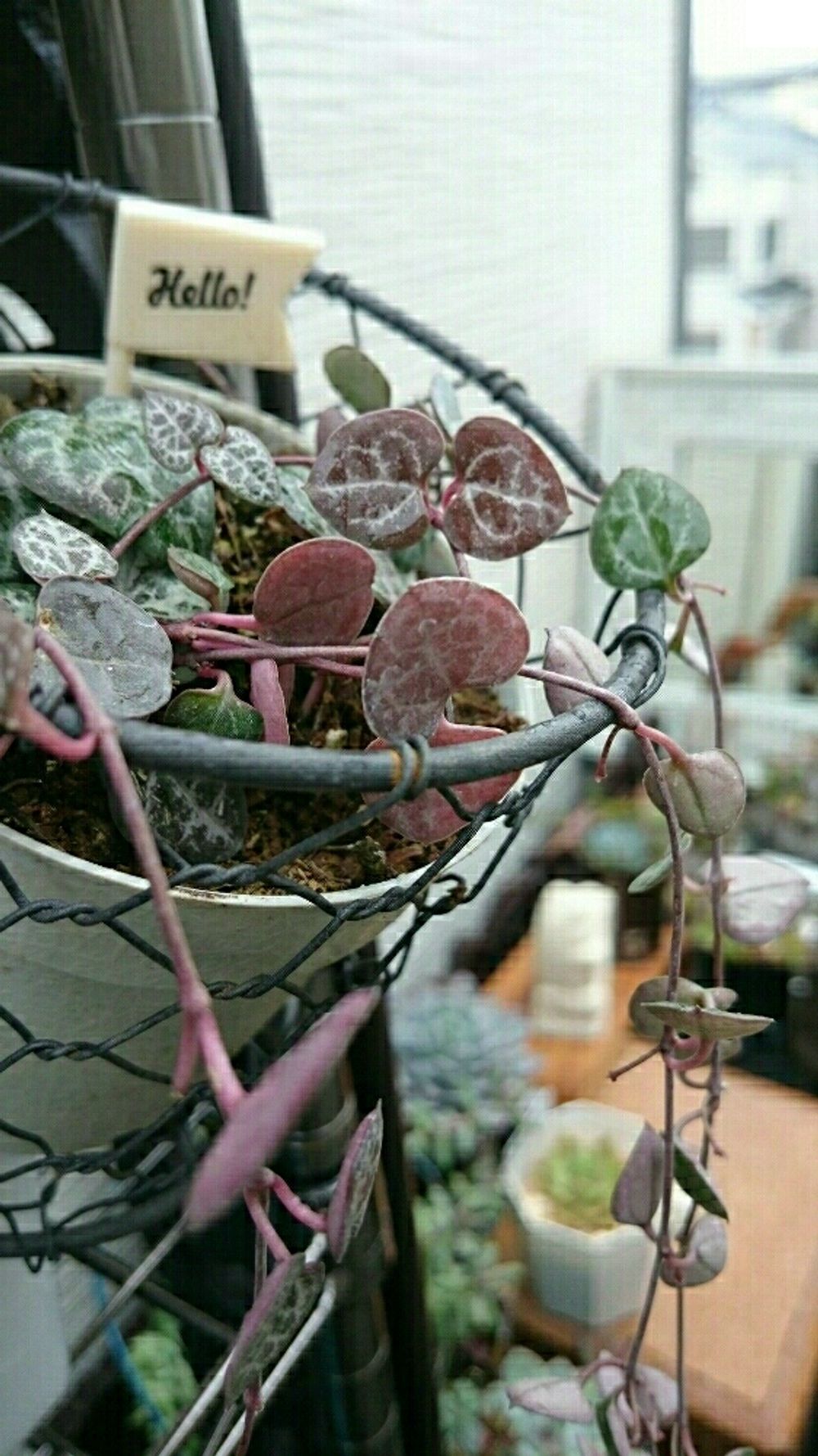 Photo by ジャムsunsさん