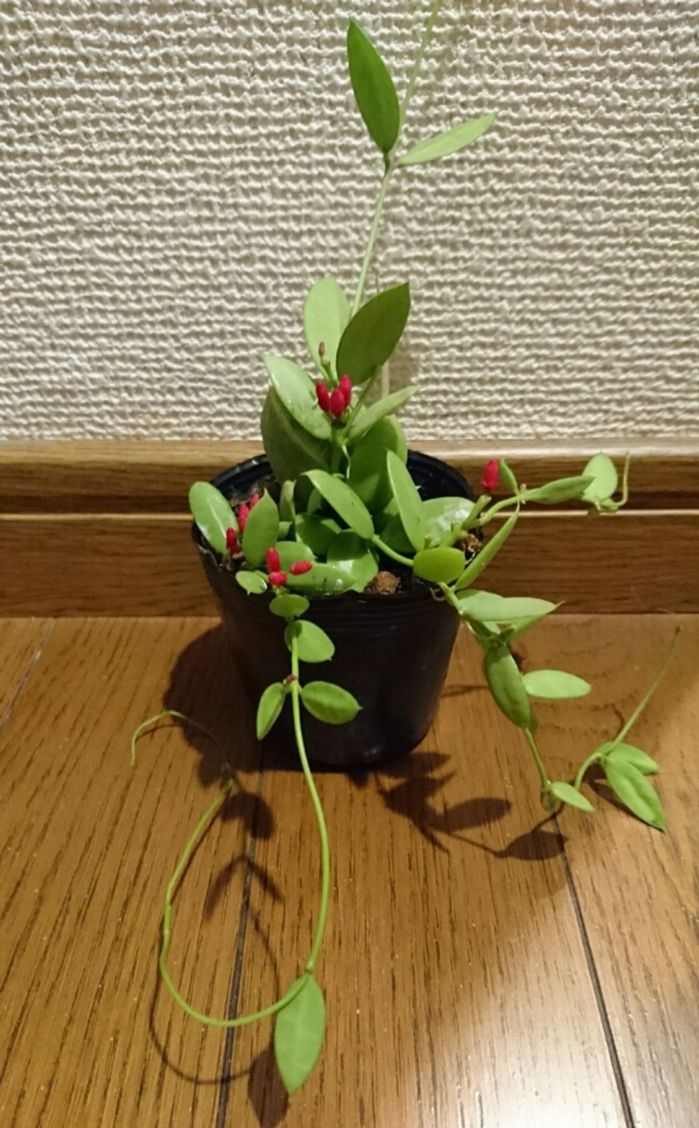 Photo by のりへいさん