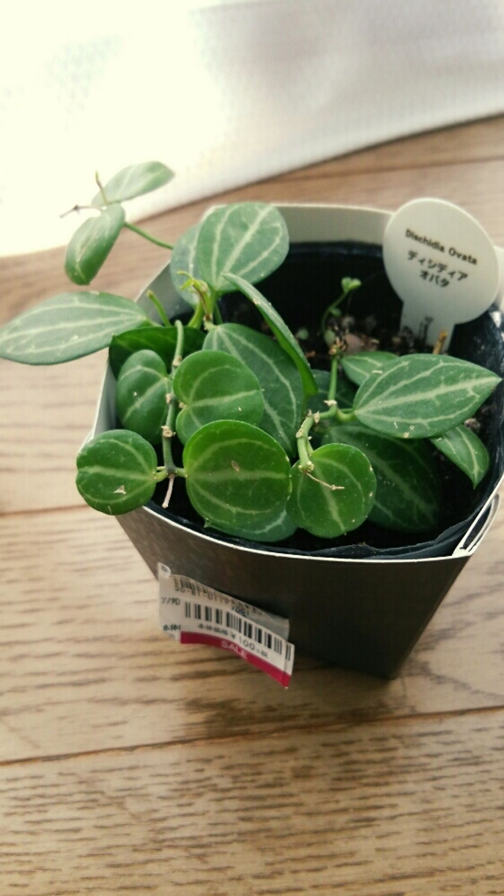 Photo by プリンさん