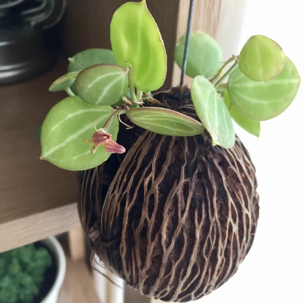 Photo by Kaneyukiさん