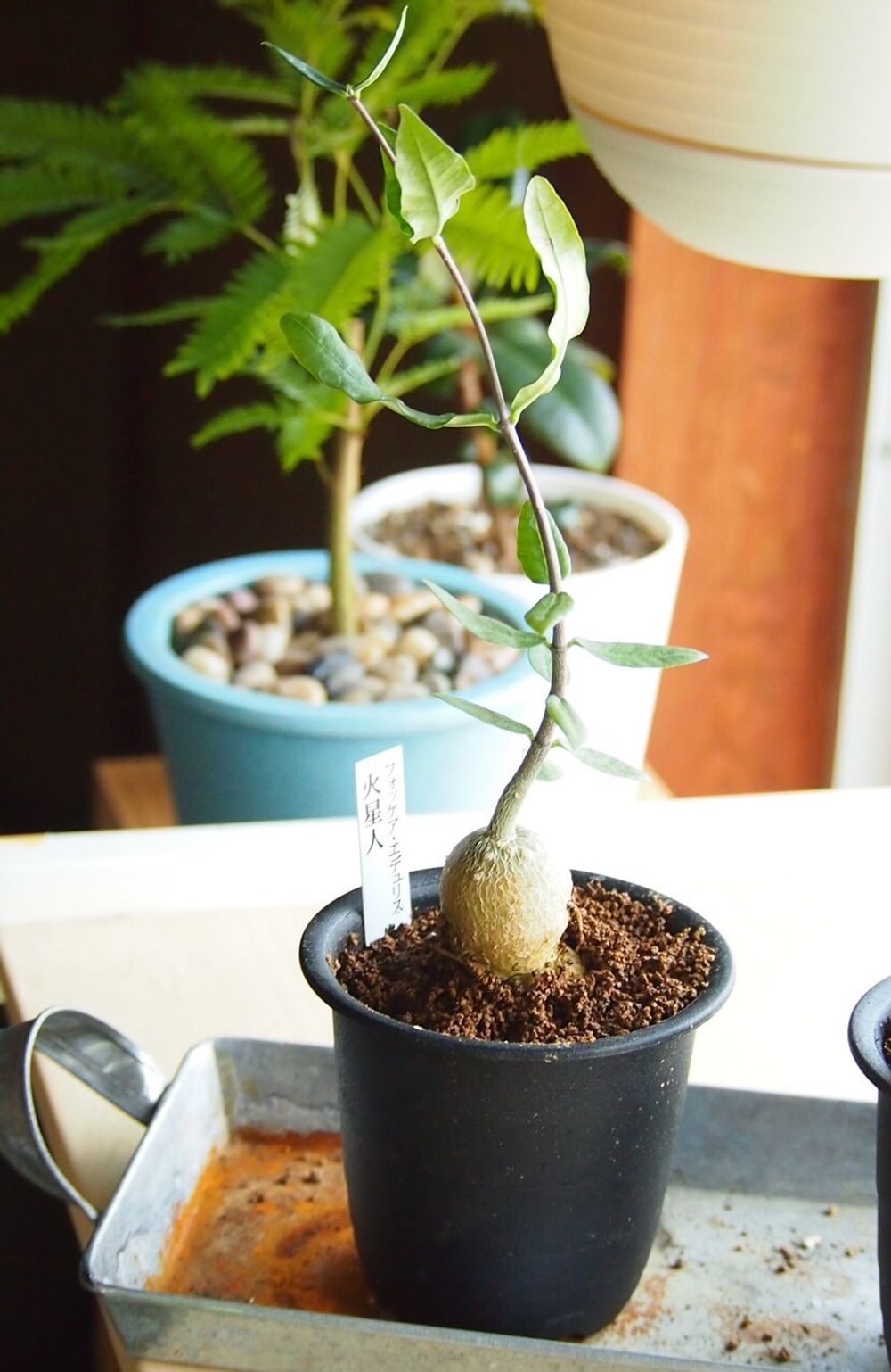 Photo by おはるはるさん