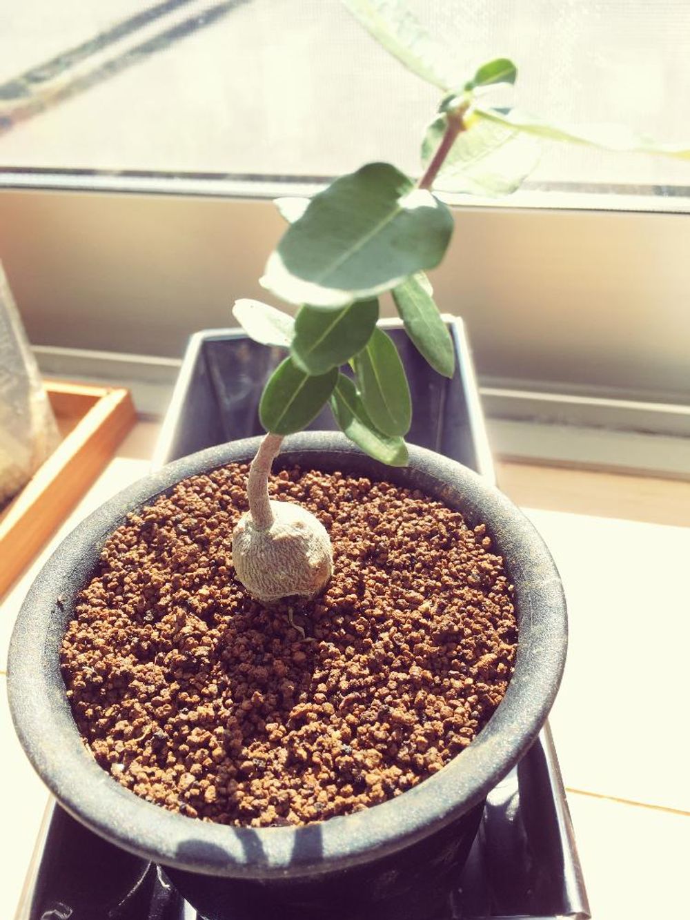 Photo by chinmioさん