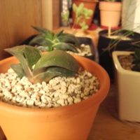 ガステリアの育て方、挿し木での増やし方を紹介！の画像