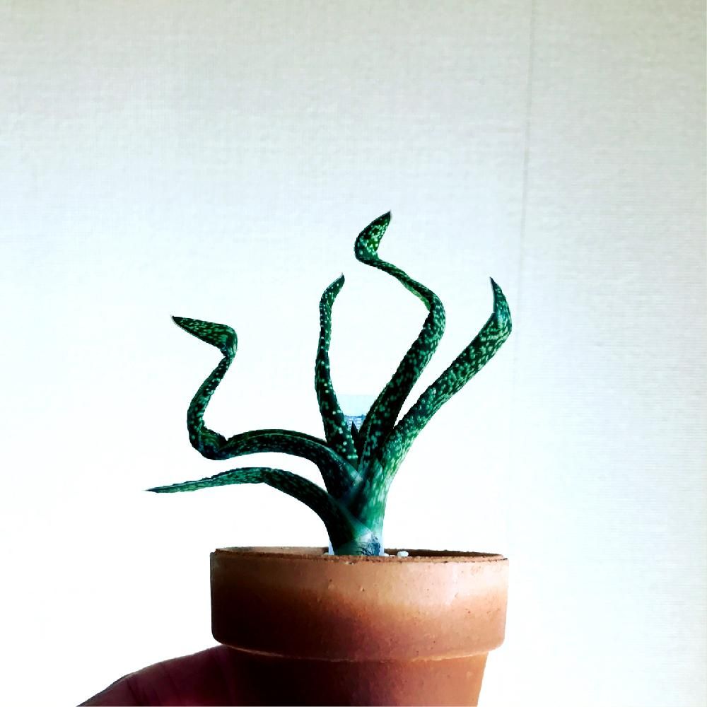 Photo by wabisabiさん