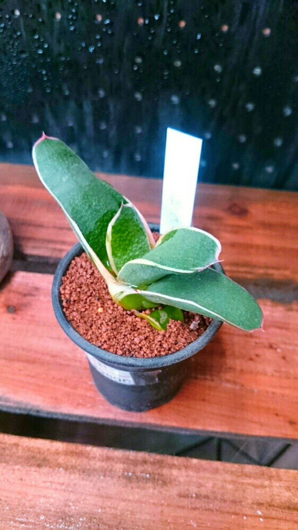 Photo by ガーデン不二さん