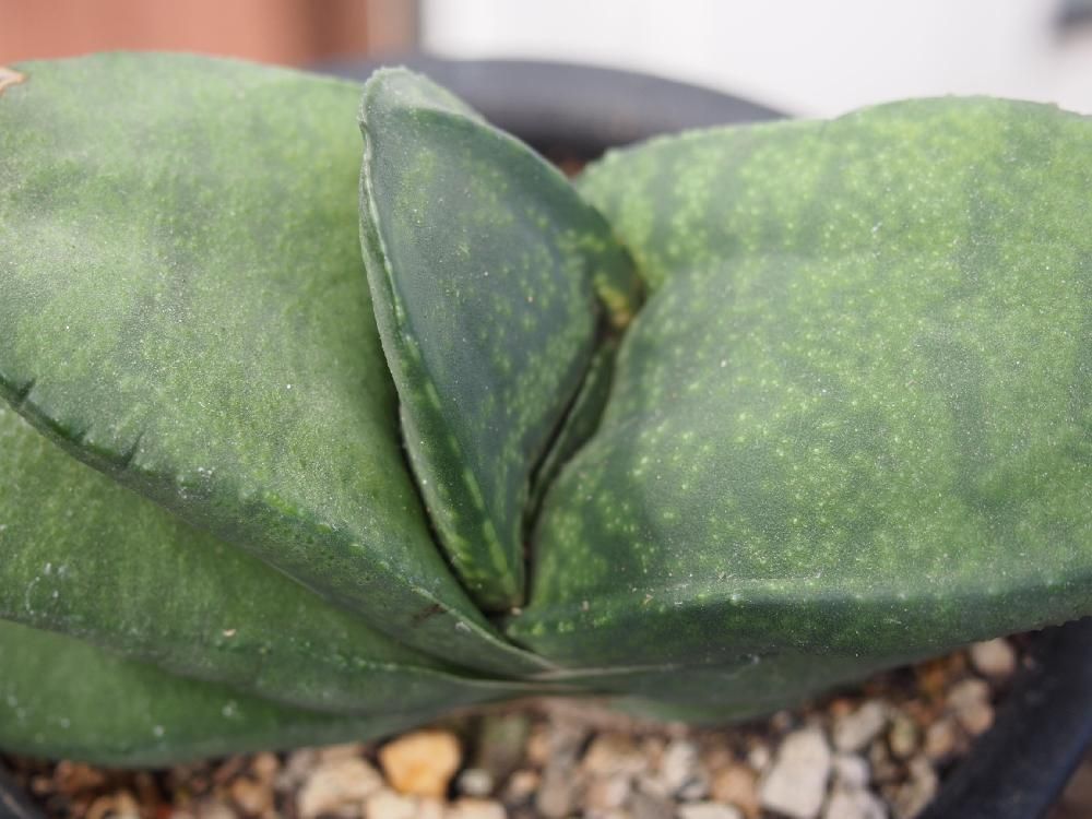 Photo by コロスケさん