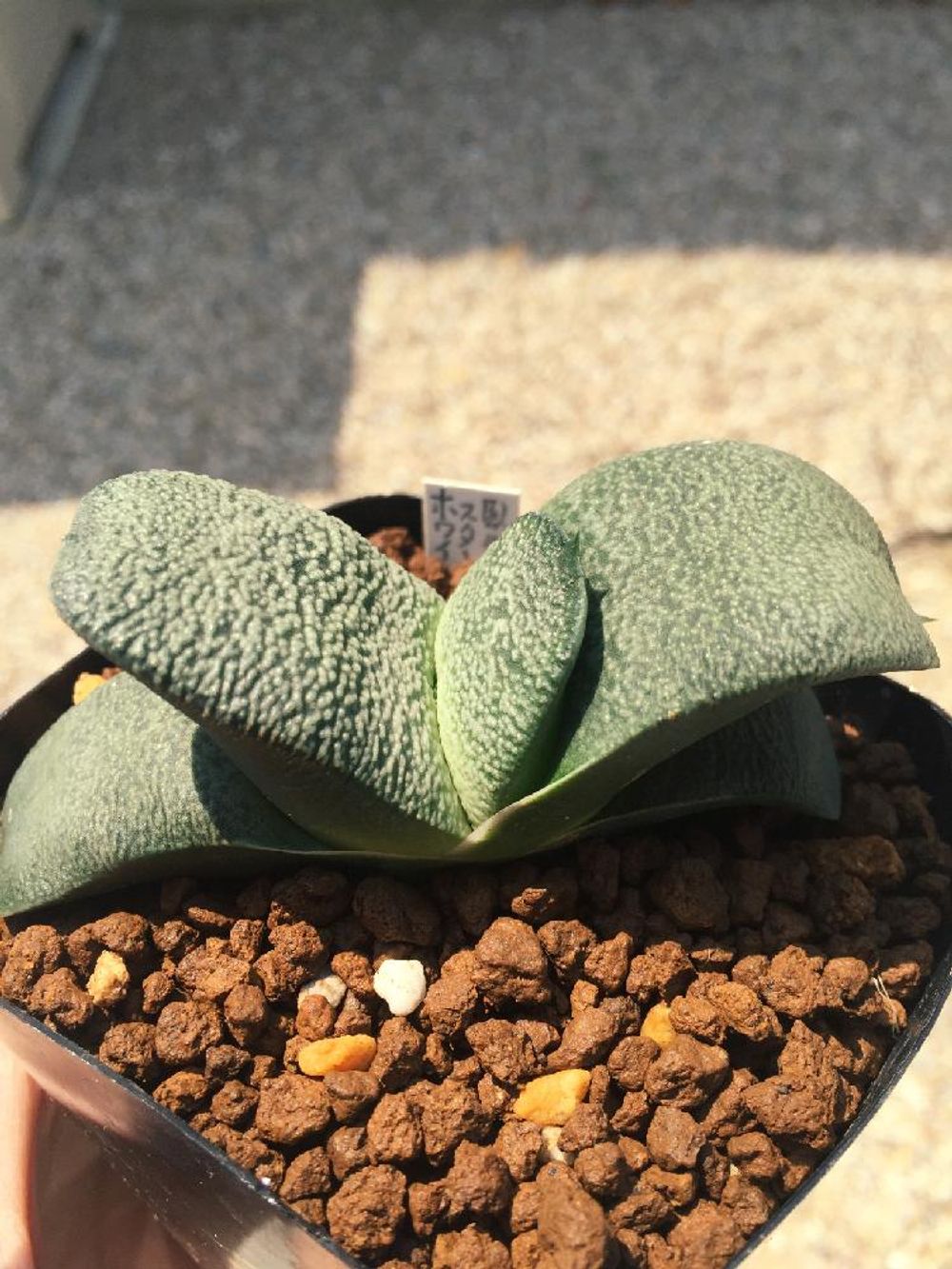 Photo by ルシファーけいくんさん