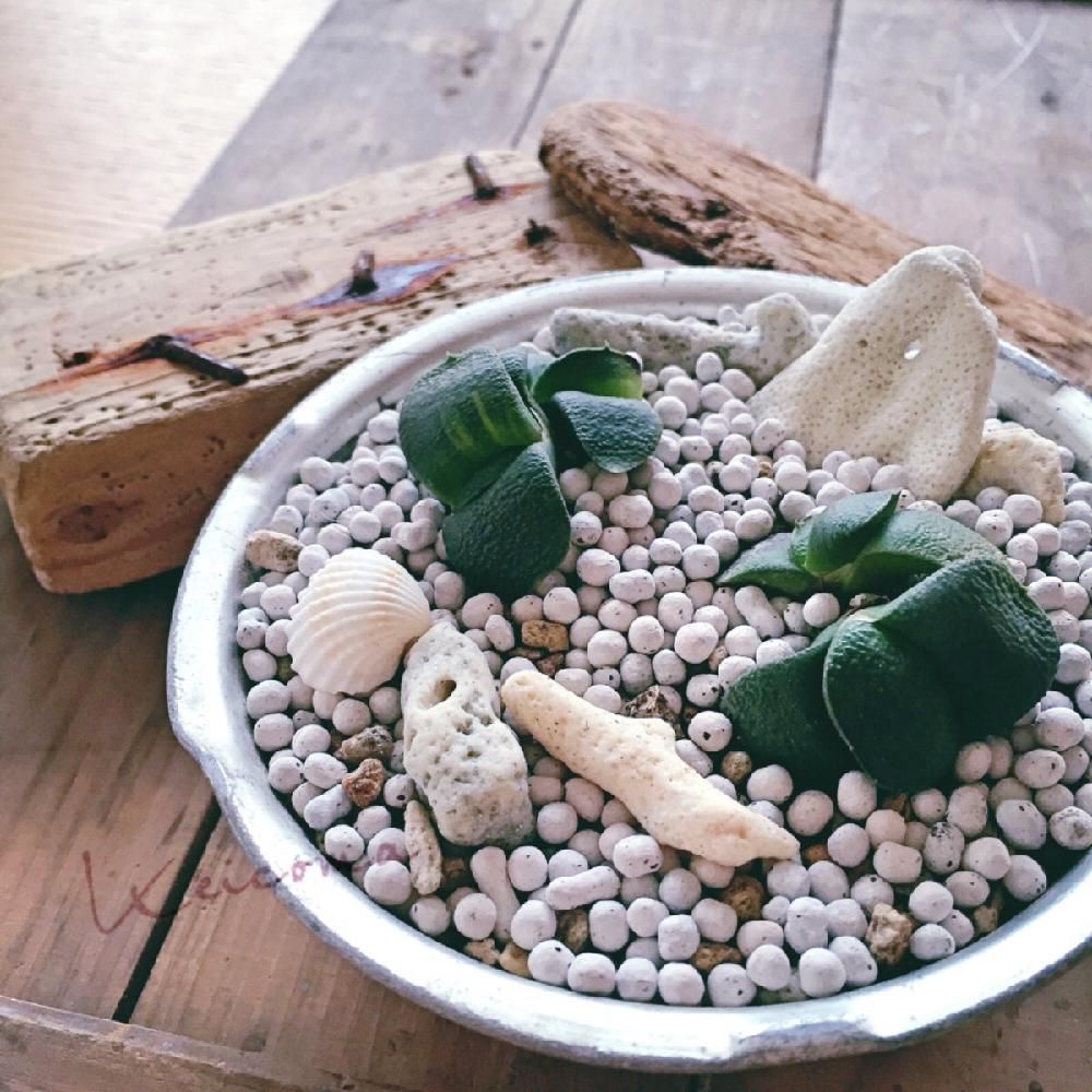 Photo by keicomaさん