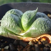 多肉植物のガステリアの中でも育てやすい臥牛についてご紹介！の画像