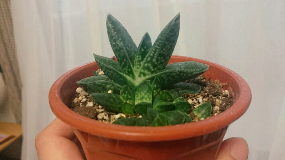 Photo by sword.tyさん