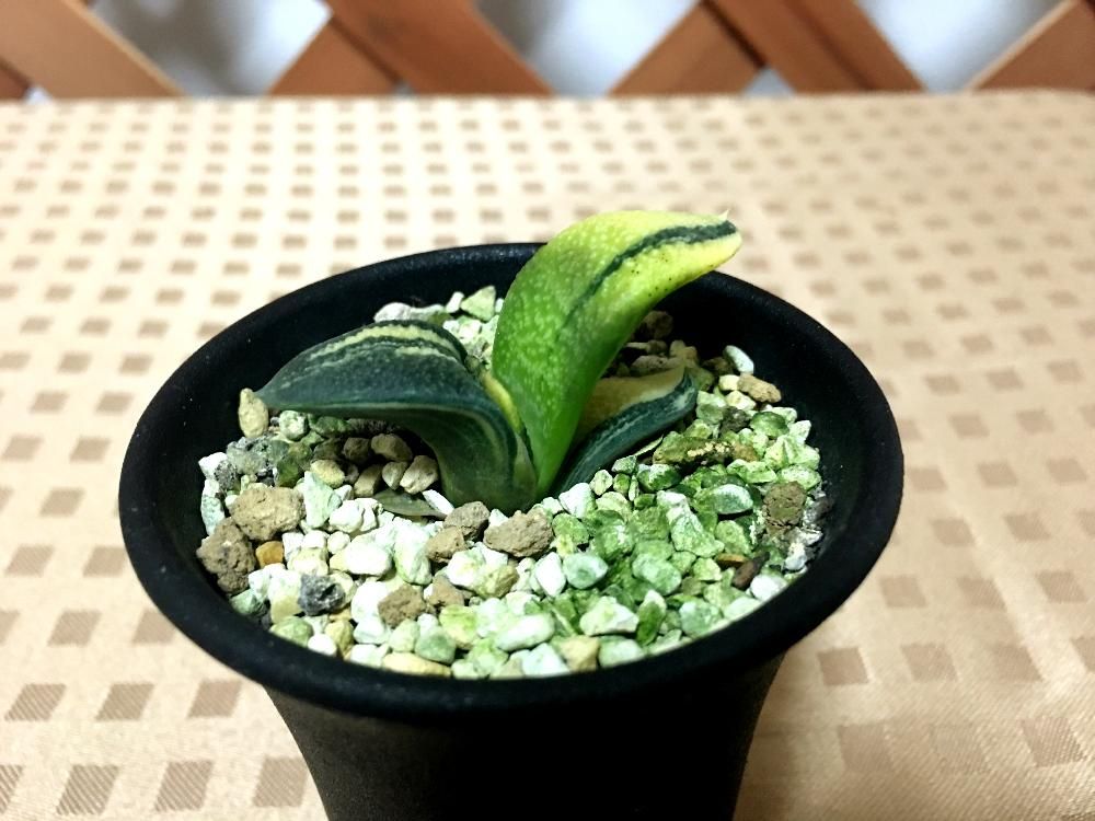 Photo by びがくさんさん