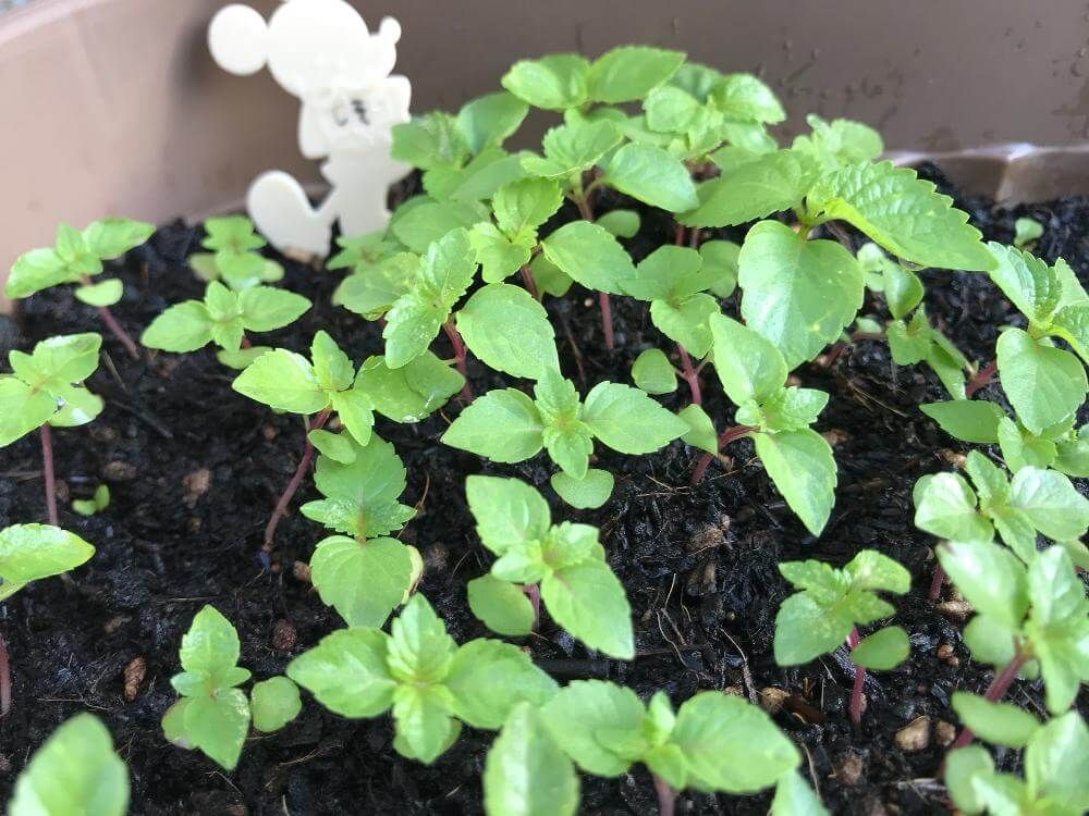 大葉(シソ)　鉢植え　若葉