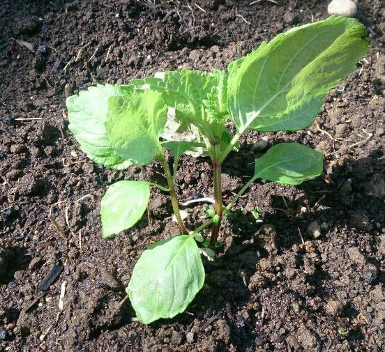 シソの育て方 種まきの時期やプランター栽培の方法は Greensnap グリーンスナップ