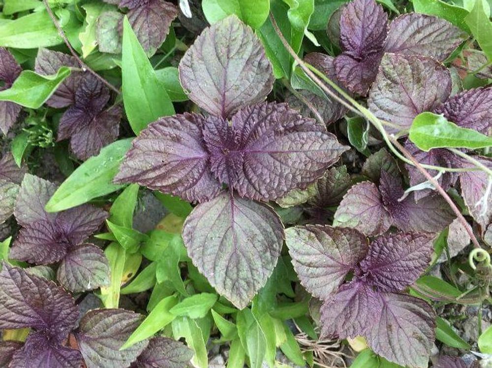 大葉(シソ)　葉