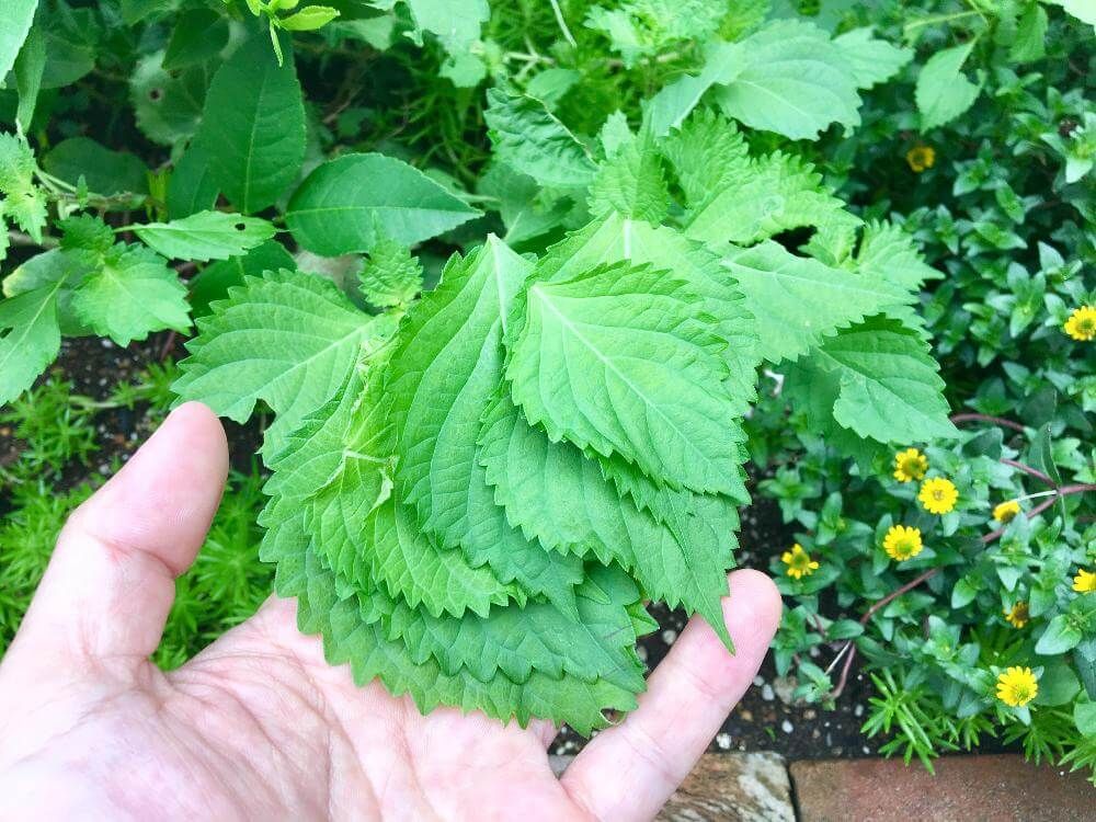 シソ　いくおさん@GreenSnap