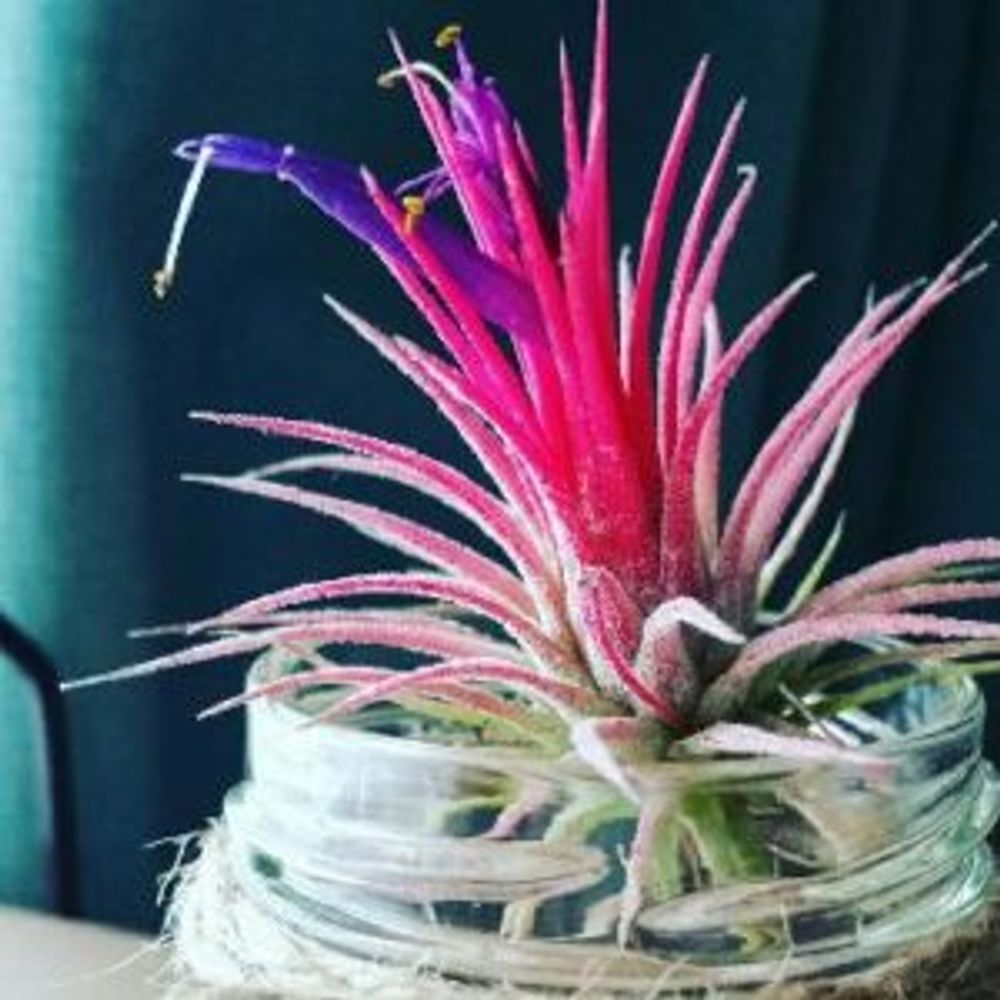 エアプランツ チランジア・イオナンタ フエゴ はな